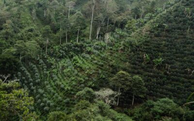 A Journey Around the World in Every Sip: Exploring Our Coffee Origins