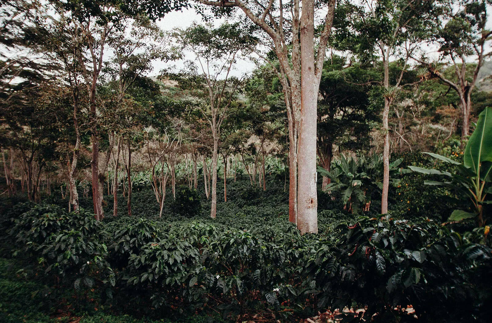 colombia_bird_friendly_coffee_farm colombia_bird_friendly_coffee_farm